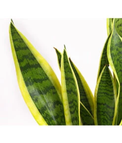 Bogenhanf - Sansevieria Trifasciata Var. Laurentii 11 Bogenhanf - Sansevieria Trifasciata Var. Laurentii -Garten Umfassend Geschäft 8760076 8267932 8267973 BE DE 001 SchwiegermutterzungeT11DehnerExpressHerzig