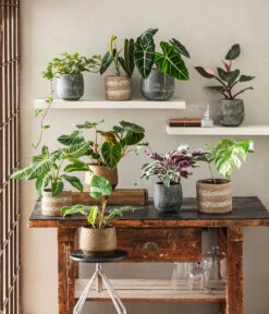 Garten Umfassend Geschäft -Garten Umfassend Geschäft 8765224 WE MO 002 PhilodendronVerrucosum