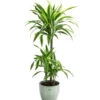 Drachenbaum - Dracaena 'Lemon Lime', In Keramik -Garten Umfassend Geschäft 8765422 PR FS 001 DracaenaFragansLemonLimeT21InKeramikLina