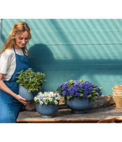 Rosenprimel 'Belarina', Verschiedene Farben -Garten Umfassend Geschäft 8806606 PR MO 001 RosenprimelBelarina Fruehling BlauesWunder Content 2023