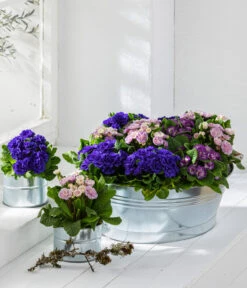 Rosenprimel 'Belarina', Verschiedene Farben -Garten Umfassend Geschäft 8806606 PR MO 002 RosenprimelPrimulaBelarinaVulgaris Content 2021