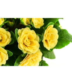 Beet- & Balkonpflanzen-Set Gelber Frühling, 6-teilig 17 Beet- & Balkonpflanzen-Set Gelber Frühling, 6-teilig -Garten Umfassend Geschäft 8806606 WE DE 003 RosenprimelGelbT12