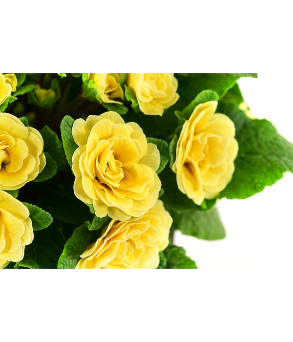 Beet- & Balkonpflanzen-Set Gelber Frühling, 6-teilig 10 Beet- & Balkonpflanzen-Set Gelber Frühling, 6-teilig – Bild 8