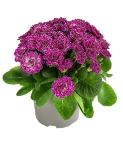 Rosenprimel 'Belarina', Verschiedene Farben -Garten Umfassend Geschäft 8806606 WE FS 001 RosenprimelCandyFrostT12