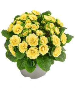 Beet- & Balkonpflanzen-Set Gelber Frühling, 6-teilig 12 Beet- & Balkonpflanzen-Set Gelber Frühling, 6-teilig -Garten Umfassend Geschäft 8806606 WE FS 003 RosenprimelGelbT12