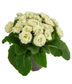 Rosenprimel 'Belarina', Verschiedene Farben -Garten Umfassend Geschäft 8806606 WE FS 005 RosenprimelCremeT12