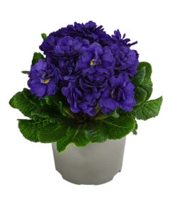 Rosenprimel 'Belarina', Verschiedene Farben -Garten Umfassend Geschäft 8806606 WE FS 006 RosenprimelBlueChampionT12