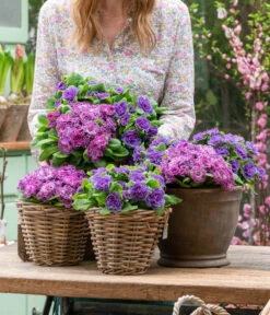 Rosenprimel 'Belarina', Verschiedene Farben -Garten Umfassend Geschäft 8806606 WE MO 001 RosenPrimel