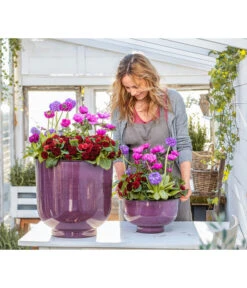 Rosenprimel 'Belarina', Verschiedene Farben -Garten Umfassend Geschäft 8806606 WE MO 001 RosenprimelAnemoneKugelprimel GC02 2023 01