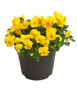 Beet- & Balkonpflanzen-Set Gelber Frühling, 6-teilig 13 Beet- & Balkonpflanzen-Set Gelber Frühling, 6-teilig -Garten Umfassend Geschäft 8808214 WE FS 001 ViolaCornutaHornveilchenT14TESTZOOM1107x1106