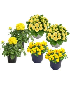 Beet- & Balkonpflanzen-Set Gelber Frühling, 6-teilig