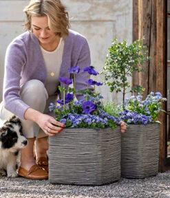 Vergissmeinnicht 'Myomark' -Garten Umfassend Geschäft 8809386 WE MO 001 FrueheFarbenBlau