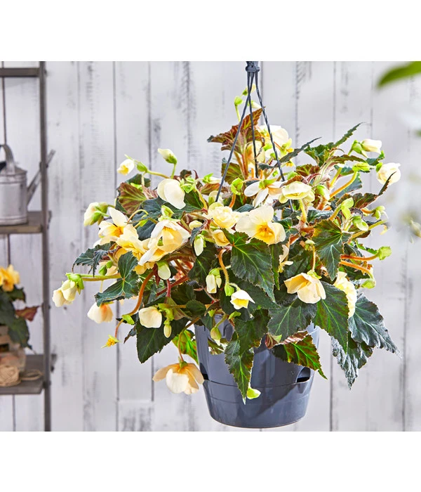 Hängebegonie 'Champagner', Ampel 5 Hängebegonie 'Champagner', Ampel – Bild 3