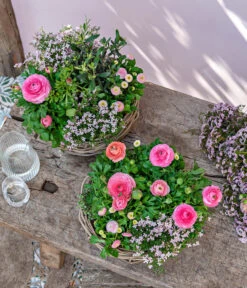 Rote Korallenraute -Garten Umfassend Geschäft 8809857 WE MO 001 FrueheFarbefuersZuhauseRosa