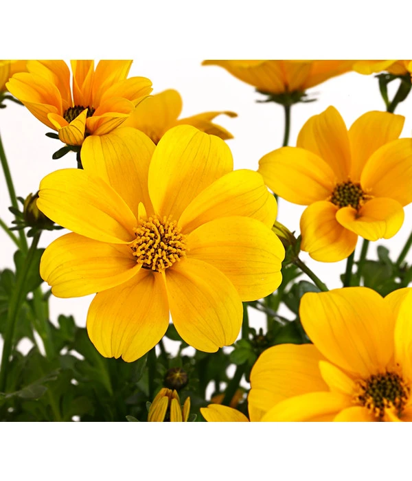 Goldmarie 'Golden Empire' 8 Goldmarie 'Golden Empire' – Bild 6