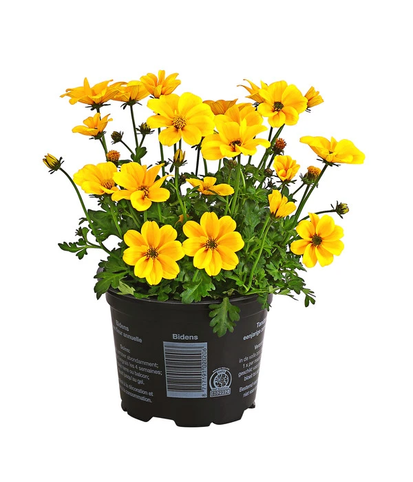 Goldmarie 'Golden Empire' 3 Goldmarie 'Golden Empire'