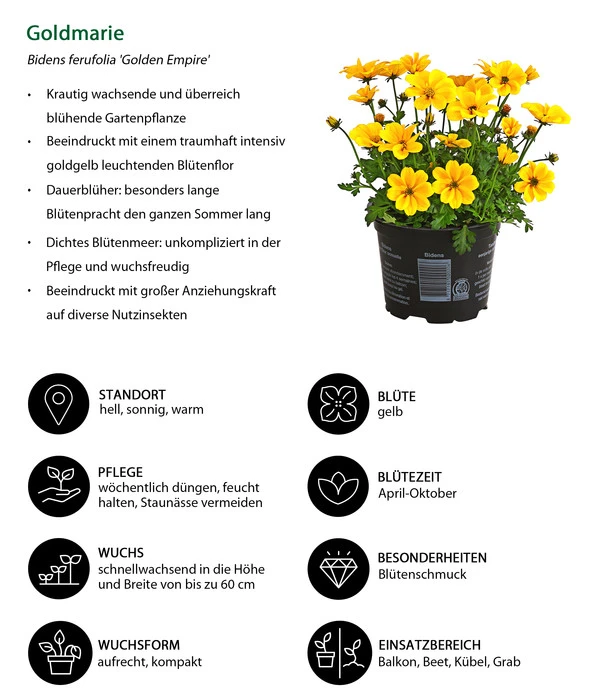 Goldmarie 'Golden Empire' 7 Goldmarie 'Golden Empire' – Bild 5