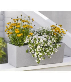 Goldmarie 'Golden Empire' 10 Goldmarie 'Golden Empire' -Garten Umfassend Geschäft 8810038 WE MO 001 BidensGoldenEmpireSuteraEuphorbiaDiamondfrost