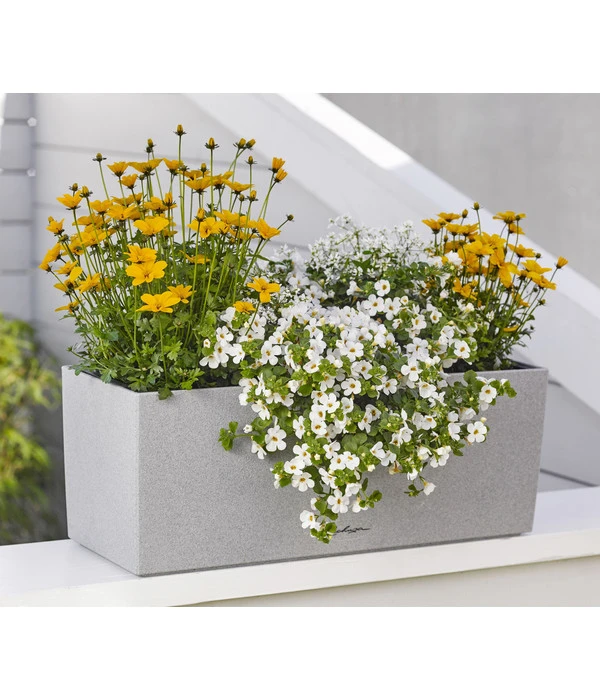 Goldmarie 'Golden Empire' 5 Goldmarie 'Golden Empire' – Bild 3