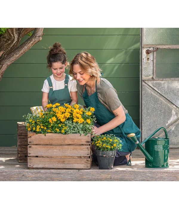 Goldmarie 'Golden Empire' 4 Goldmarie 'Golden Empire' – Bild 2