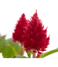 Federbusch, Verschiedene Sorten -Garten Umfassend Geschäft 8810715 PR DE 001 CelosiaMixT11hahnenkammDehnerExpressZS