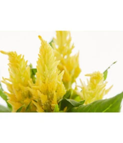 Federbusch, Verschiedene Sorten -Garten Umfassend Geschäft 8810715 PR DE 001 FederbuschCelosiaMixT11DehnerExpressZS