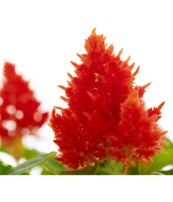 Federbusch, Verschiedene Sorten -Garten Umfassend Geschäft 8810715 PR DE 002 CelosiaMixT11hahnenkammDehnerExpressZS