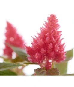 Federbusch, Verschiedene Sorten -Garten Umfassend Geschäft 8810715 PR DE 005 CelosiaMixT11hahnenkammDehnerExpressZS