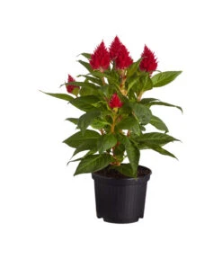 Federbusch, Verschiedene Sorten -Garten Umfassend Geschäft 8810715 PR FS 001 CelosiaMixT11hahnenkammDehnerExpressZS