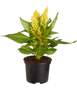 Federbusch, Verschiedene Sorten -Garten Umfassend Geschäft 8810715 PR FS 001 FederbuschCelosiaMixT11DehnerExpressZS