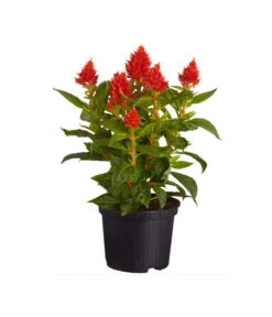 Federbusch, Verschiedene Sorten -Garten Umfassend Geschäft 8810715 PR FS 002 CelosiaMixT11hahnenkammDehnerExpressZS