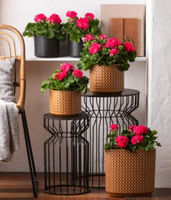 Dehner Keramik-Jardiniere Thies, Oval, Gelb, Ca. B26/H25/T12 Cm -Garten Umfassend Geschäft 8813347 6895643 WE MO 001 GeranieRosenmaedchen