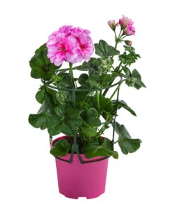 Hängegeranie 'Corriente'