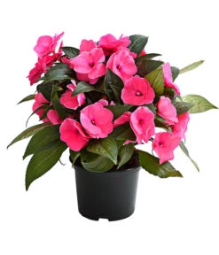 Edellieschen, Verschiedene Farben -Garten Umfassend Geschäft 8814634 WE FS 002 EdellieschenImpatiensNeuguineaT12DehnerExpressHerzig