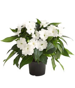 Edellieschen, Verschiedene Farben -Garten Umfassend Geschäft 8814634 WE FS 004 EdellieschenImpatiensNeuguineaT12DehnerExpressHerzig