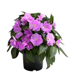 Edellieschen, Verschiedene Farben -Garten Umfassend Geschäft 8814634 WE FS 005 EdellieschenImpatiensNeuguineaT12DehnerExpressHerzig