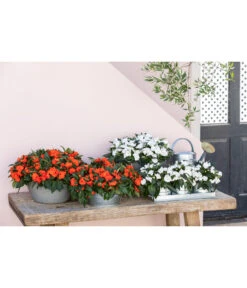 Blechgießkanne Für Den Garten -Garten Umfassend Geschäft 8814634 WE MO 001 ImpatiensT12