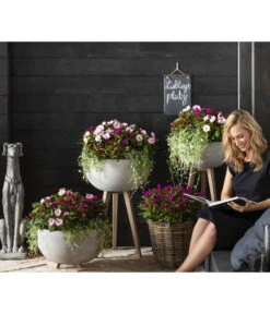 Edellieschen, Verschiedene Farben -Garten Umfassend Geschäft 8814634 WE MO 003 ImpatiensNeuGuineaDichondraCelosiaVenezuela2021GC15