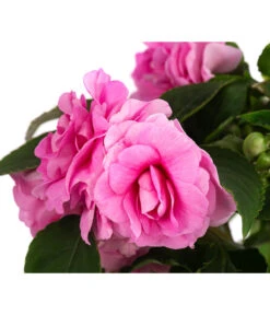 Fleißiges Lieschen, Gefüllt, Verschiedene Farben 12 Fleißiges Lieschen, Gefüllt, Verschiedene Farben -Garten Umfassend Geschäft 8814659 WE DE 001 ImpatiensWallGefT12