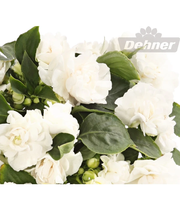 Fleißiges Lieschen, Gefüllt, Verschiedene Farben 8 Fleißiges Lieschen, Gefüllt, Verschiedene Farben – Bild 6