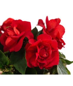 Fleißiges Lieschen, Gefüllt, Verschiedene Farben 11 Fleißiges Lieschen, Gefüllt, Verschiedene Farben -Garten Umfassend Geschäft 8814659 WE DE 002 ImpatiensWallGefT12