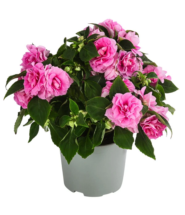 Fleißiges Lieschen, Gefüllt, Verschiedene Farben 4 Fleißiges Lieschen, Gefüllt, Verschiedene Farben – Bild 2