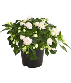 Fleißiges Lieschen, Gefüllt, Verschiedene Farben 10 Fleißiges Lieschen, Gefüllt, Verschiedene Farben -Garten Umfassend Geschäft 8814659 WE FS 014 FleissigesLieschenGefuelltImpatiensWallerianaT12