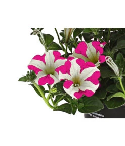 Hängepetunie 'Pink Heart®' -Garten Umfassend Geschäft 8814899 WE DE 001 HaengepetuniePinkHeart