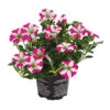 Hängepetunie 'Pink Heart®' 2 Hängepetunie 'Pink Heart®' -Garten Umfassend Geschäft 8814899 WE FS 001 HaengepetuniePinkHeart