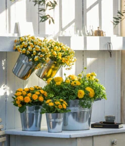 Rosenprimel 'Belarina', Verschiedene Farben -Garten Umfassend Geschäft 8815011 8808214 8806606 WE MO 001 RanunkelHornveilchenRosenprimel 1