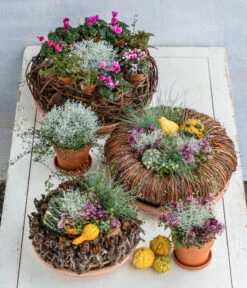 Midi Alpenveilchen, Verschiedene Sorten 30 Midi Alpenveilchen, Verschiedene Sorten -Garten Umfassend Geschäft 8815763 6273635 WE MO 001 MuecaKrazWeinrebeFrost