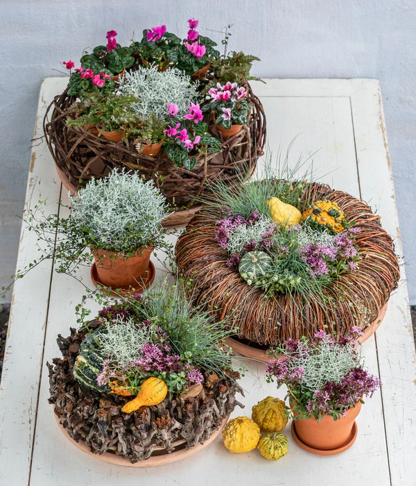 Midi Alpenveilchen, Verschiedene Sorten 16 Midi Alpenveilchen, Verschiedene Sorten – Bild 14