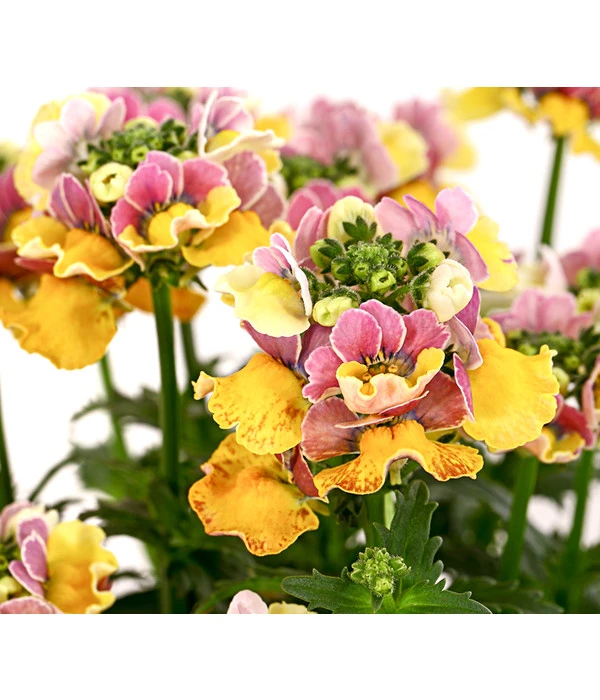 Elfenspiegel, Verschiedene Sorten 11 Elfenspiegel, Verschiedene Sorten – Bild 9