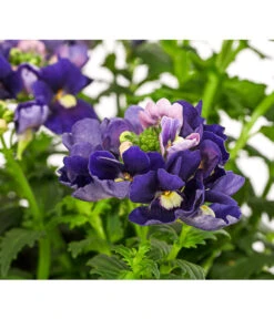 Elfenspiegel, Verschiedene Sorten 25 Elfenspiegel, Verschiedene Sorten -Garten Umfassend Geschäft 8815888 PR DE 002 NemesiaElfenspiegelT11DehnerExpressHerzig